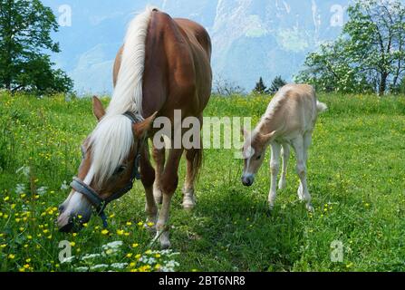 Beautiful Haflinger breed horses mare with a foal on a pasture near Hafling in Italy. Stock Photo