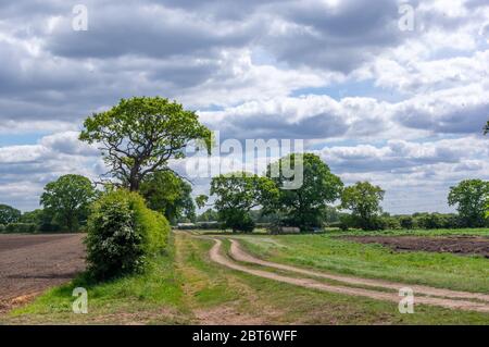 A dirt track through a field leading off in to the distance with trees and a moody sky. Stock Photo