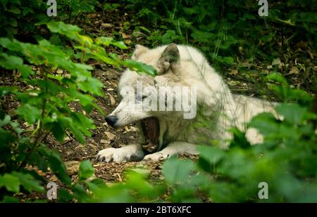 A beautiful white wolf with a warm pelt is dangerous snarling his teeth Stock Photo