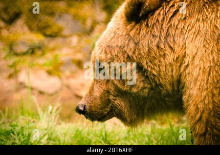 A strong, brown bear is sniffling and snooping in the grass, looking like a teddy Stock Photo