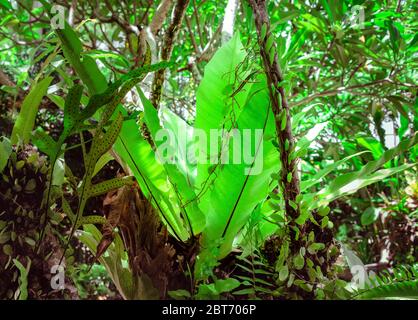 Young banana plant grows in Bali rainforest, sun shines through leaves with water drops after tropical morning rain Stock Photo