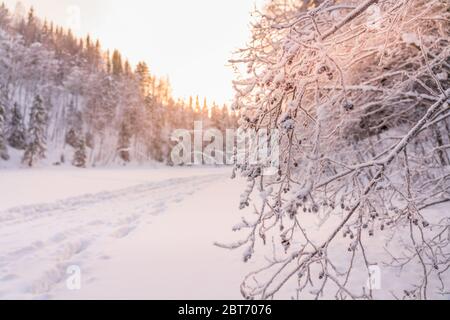 Much hoarfrost on totally frozen rowanberry branches highlighted by rose sunset light, very cold day, typical forest in Northern Sweden Stock Photo