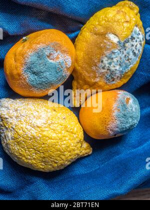 Rotten lemon and tangerine on blue background Stock Photo