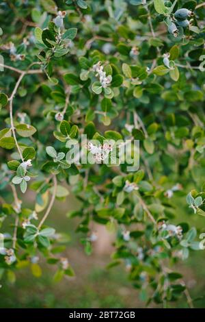 Close-up of fruits on the Feijoa tree, Akka Sellova, Pineapple grass. Stock Photo