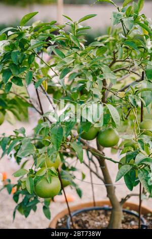 Closeup of green mandarin fruit, on a small tree in a clay pot. Stock Photo