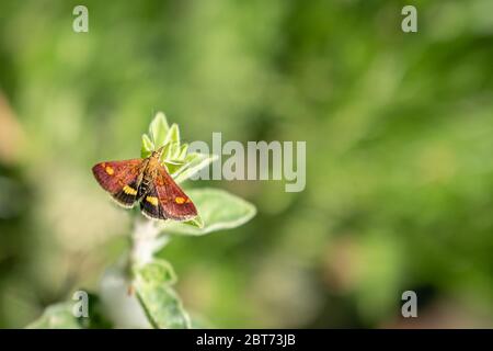 Tiny mint moth with its wings spread, sitting on a plant. Stock Photo