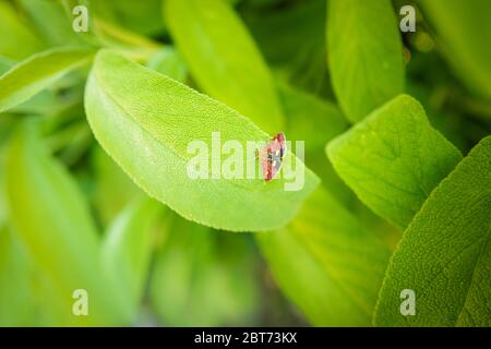 A tiny mint moth on bright green fresh sage herb leaves. Stock Photo