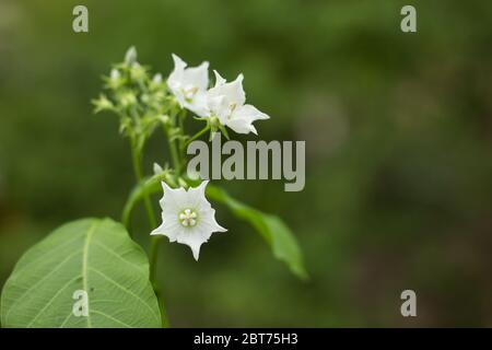 Small white flower name is Vallaris glabra Stock Photo
