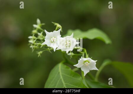 Small white flower name is Vallaris glabra Stock Photo