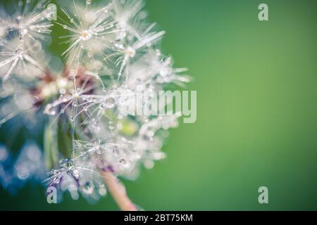 Beautiful water drop on a dandelion flower seed macro in nature. Artistic spring nature closeup, bright macro of dandelion. Peaceful nature background Stock Photo