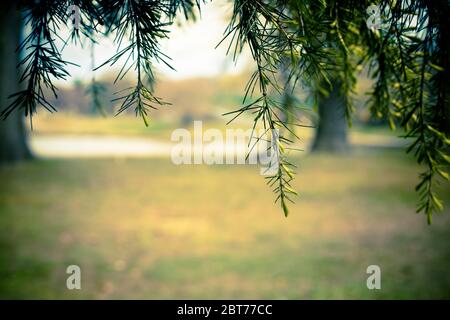 Nature image with hanging pine needles on tree with blurred landscape in the background. Room for copy-space. Stock Photo
