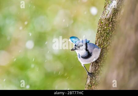 One single colorful beautiful blue jay Cyanocitta cristata bird closeup perched on tree trunk in Virginia with blurry bokeh background of snowflakes f Stock Photo