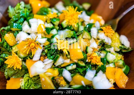 Closeup macro of raw chopped vegetable salad with dandelion flowers, greens, yellow bell peppers and fork in lettuce showing texture Stock Photo