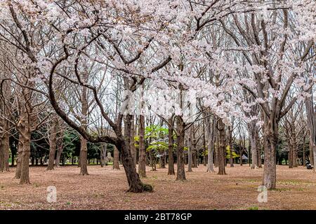 Tokyo, Japan Yoyogi park in Shibuya with pink white sakura flowers branches on cherry blossom trees in field Stock Photo