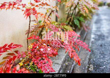 Kyoto, Japan residential area in Philosopher's path garden park with closeup of wet red colorful vibrant autumn spring Mahonia holly leaves with yello Stock Photo