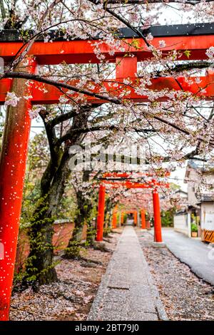 Kyoto, Japan pink cherry blossom sakura flowers on trees in spring in garden park and red Takenaka Inari Jinja Shrine torii gates entrance Stock Photo