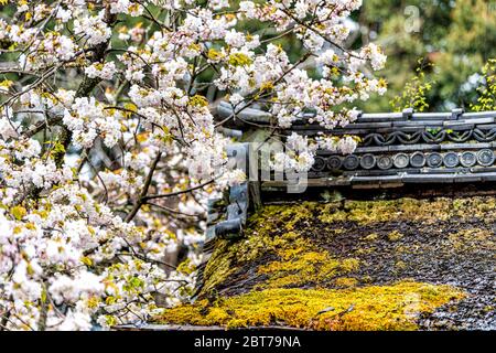 Kyoto, Japan Hirano jinja shinto shrine garden park with roof building architecture closeup and moss with white cherry blossom flowers Stock Photo