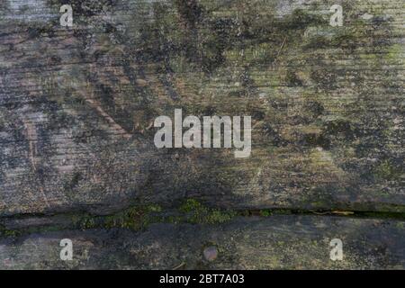 old wood texture from old trunk Stock Photo