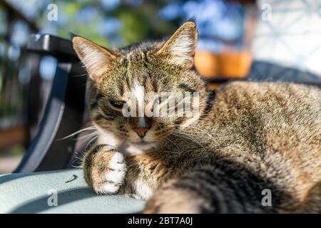 Cute sleepy calico tabby cat face lying down in shadow on chair on back in outside outdoors garden on sunny day with sunlight Stock Photo