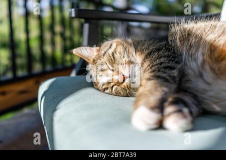Cute sleepy sleeping calico tabby cat face lying curled up on chair on back in outside outdoors garden with green foliage in blurry blurred background Stock Photo