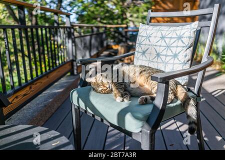 Cute sleepy sleeping calico tabby cat face lying curled up on chair on back in outside outdoors garden patio with green foliage Stock Photo