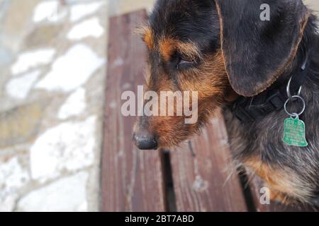 Dog Stock Photo