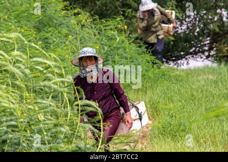 Shenzhen / China - July 27, 2015: Crab-collectors carrying boxes with crabs taken during low tide at a small lagoon of Shenzhen Bay in China Stock Photo