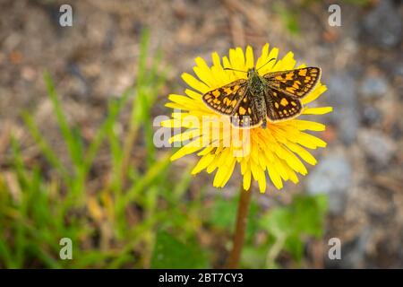 Close up image of a small bright orange and brown butterfly, the chequered skipper, with open wings sitting on yellow dandelion flower. Stock Photo