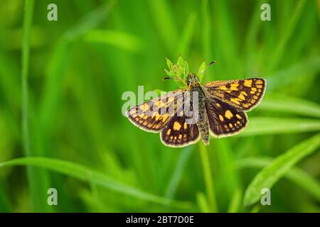 Close up image of a small bright orange and brown butterfly, the chequered skipper, with open wings sitting on fresh green grass growing in a meadow. Stock Photo