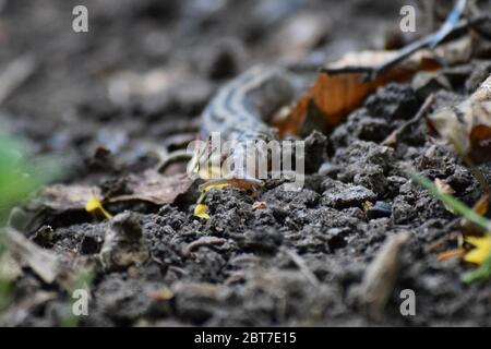 a Tiger-slug in the Garden Stock Photo