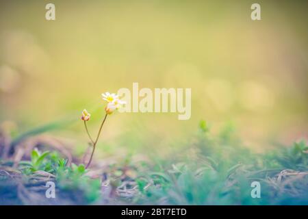 Tiny flowers in spring morning. Soft pastel colors on blurred garden background Stock Photo