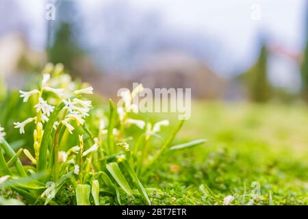 Tiny flowers in spring morning. Soft pastel colors on blurred garden background Stock Photo