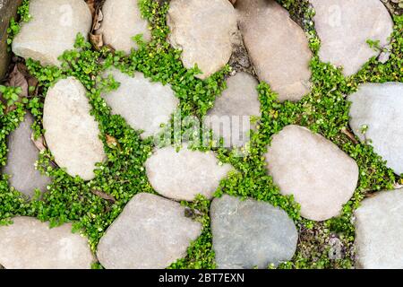 Stone path on green grass, idyllic garden pathway pattern. Natural garden elements Stock Photo