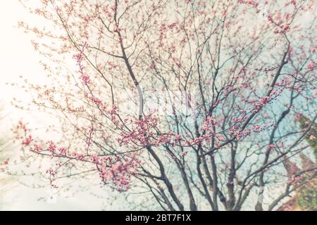 Pink cherry blossoms closeup on springtime tree, branches with bur sky background. Blurred spring nature Stock Photo