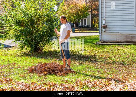 Person homeowner man in garden yard backyard raking dry autumn foliage oak leaves pile standing with rake in fall sunny sunlight by house Stock Photo