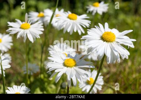 Daisies blooming in the spring in the meadow Stock Photo