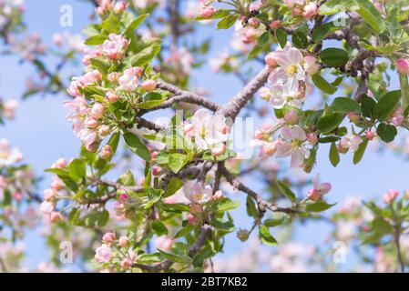 Apple blossoms on branch in orchard with blue sky background Stock Photo
