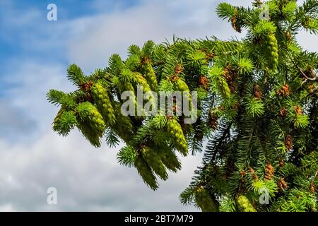 Douglas Fir, Pseudotsuga menziesii, green cones on branches in Olympic National Forest, Olympic Peninsula, Washington State, USA Stock Photo