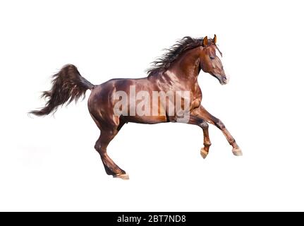 Chestnut young horse is galloping fast in the wild. Stock Photo
