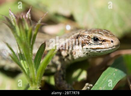 Common Lizard (Zootoca vivipara) basking in sunshine on Devon bank Stock Photo