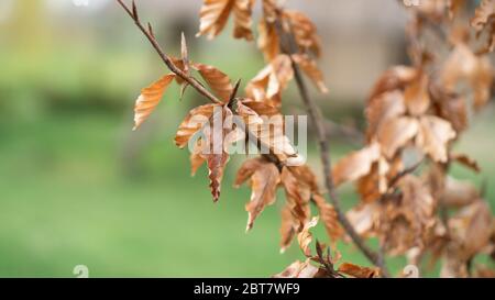 Brown dry leaves hanging on a tree on a green background. Texture or pattern of dry leafs. Spring or autumn wallpaper  Stock Photo