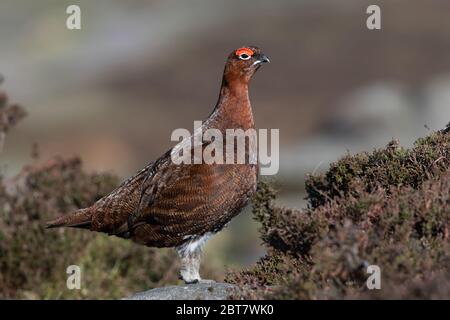 Red Grouse (Lagopus lagopus scotica) in the heather moorland of the Peak District Stock Photo