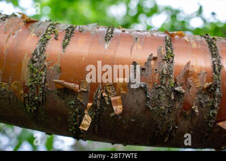 Close up view of copper color bark on the branch of an Amur cherry tree with defocused background Stock Photo