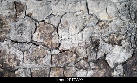 Gray dry cracked wood texture. Bark of a tree that cracked from moisture or dry. Texture of old cracked bark. Background Stock Photo