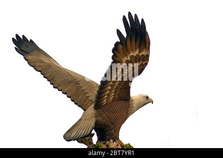 The famous Eagle statue in Langkawi, Malaysia Stock Photo