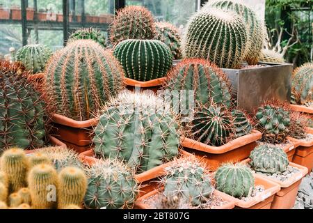 Different kinds of cacti in a greenhouse. Stock Photo