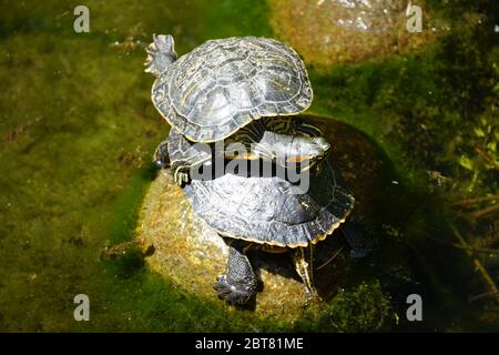 Two cute wild turtles on a rock, one sitting on the other above water surface of a lake. Stock Photo
