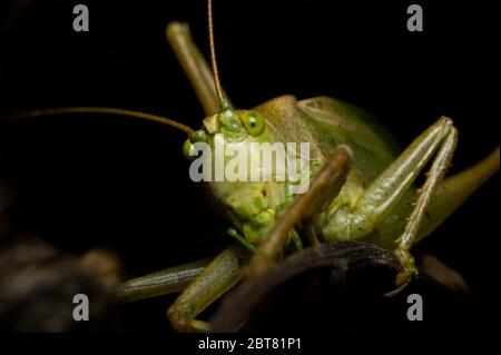 A curious katydid. Great green bush-crickets belong to the Tettigoniidae family. Being carnivorous, they hunt flies, caterpillars and larvae. Stock Photo