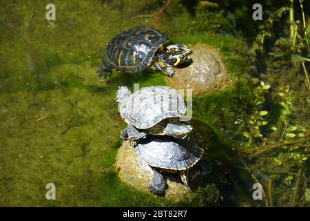 Three wild turtles, two on the rock, one sitting on the other, third one resting behind above water surface of a lake. Stock Photo