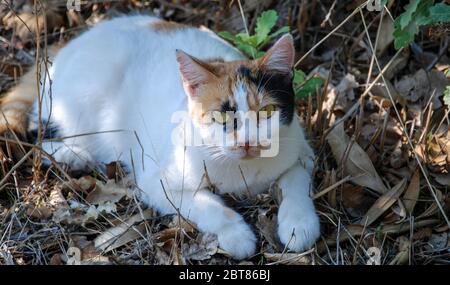 A feral calico kitten resting in a shady spot outdoors Stock Photo
